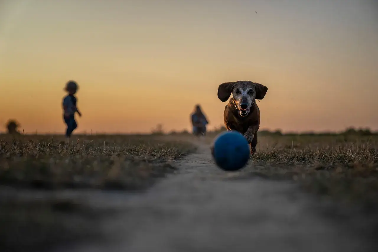 Dachshund, chasing, blue ball, dog, Apex Veterinary Ophthalmology