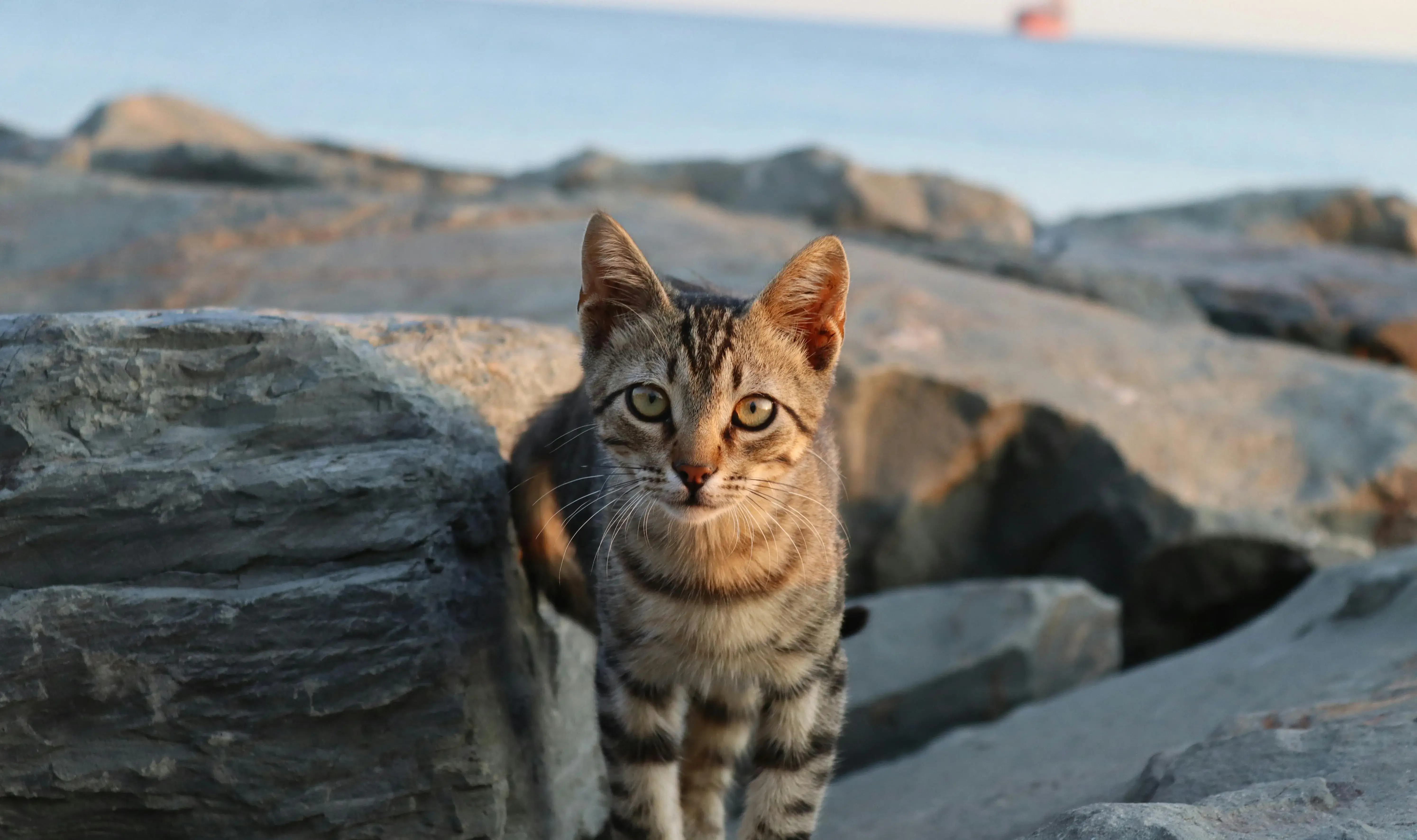 Cat with hazel eyes.